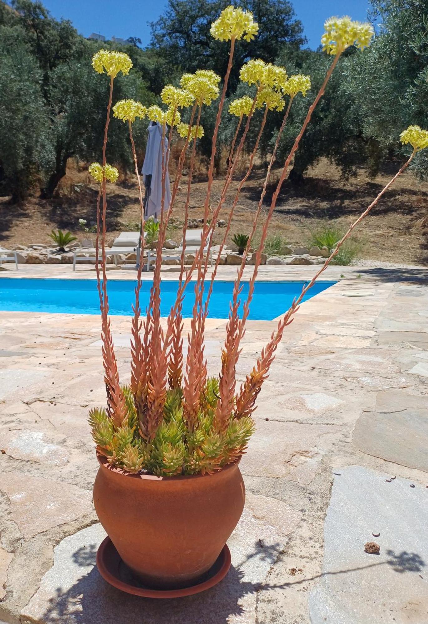 מלון Iznájar La Pluma מראה חיצוני תמונה
